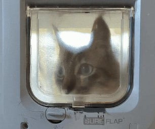How to Do Cat Slap Monitoring