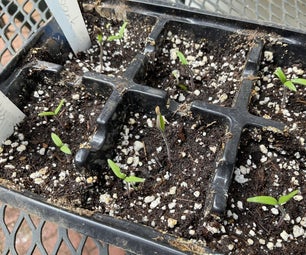 Growing Tomatoes From Seeds