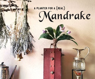 Mandrake Planter