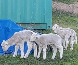 Raising Orphan Lambs