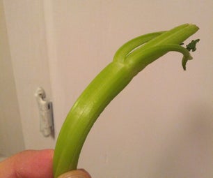 How to Make Celery Crispy Again!