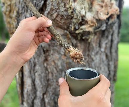 How to Make and Use Glue From Pine Resin