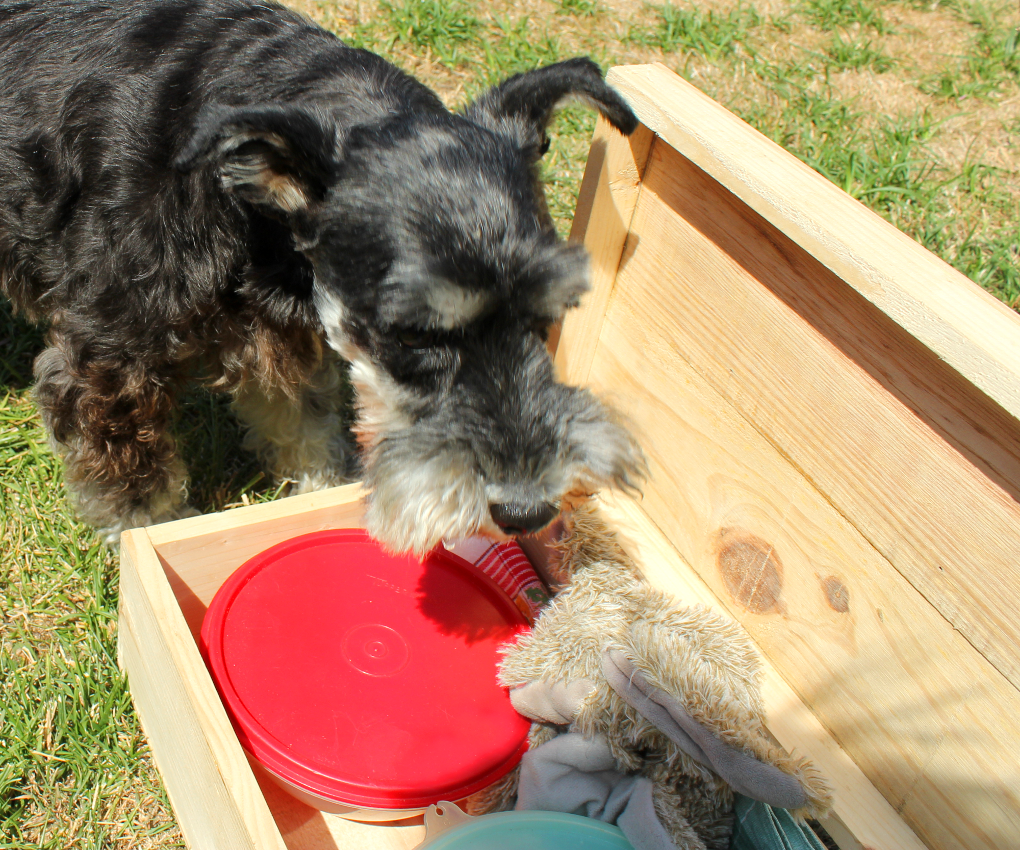 Jyka's Travelling Picnic Box - Hot Weather Road Trips With Your Dog