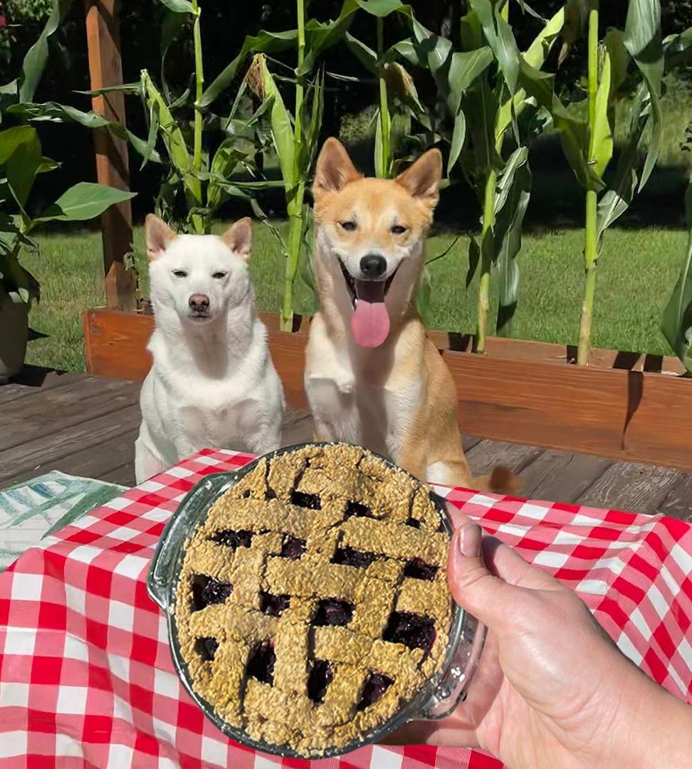 Doggie Blueberry Pie