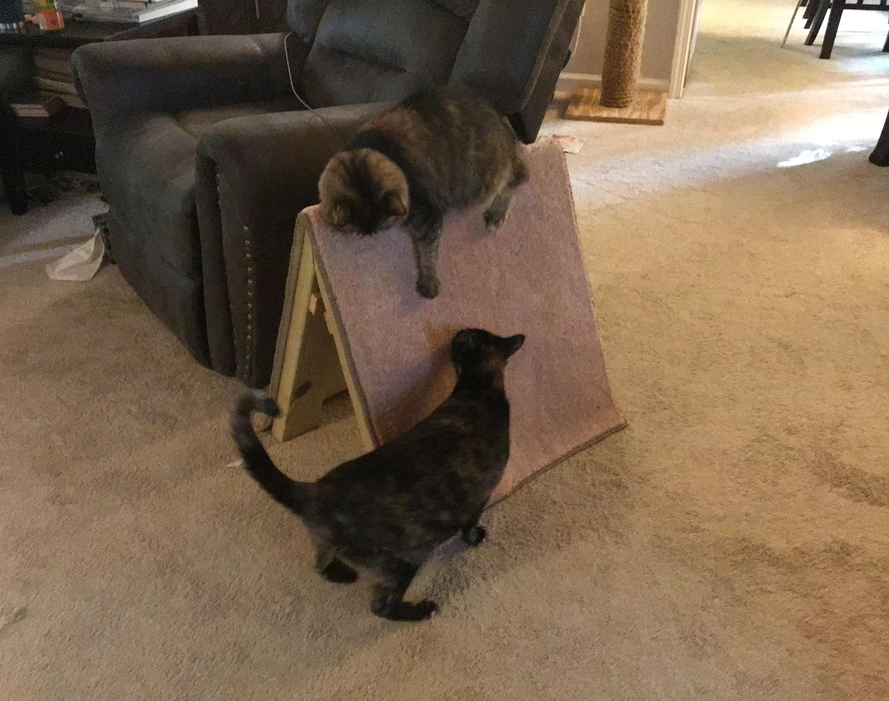 Cat Tent Scratcher