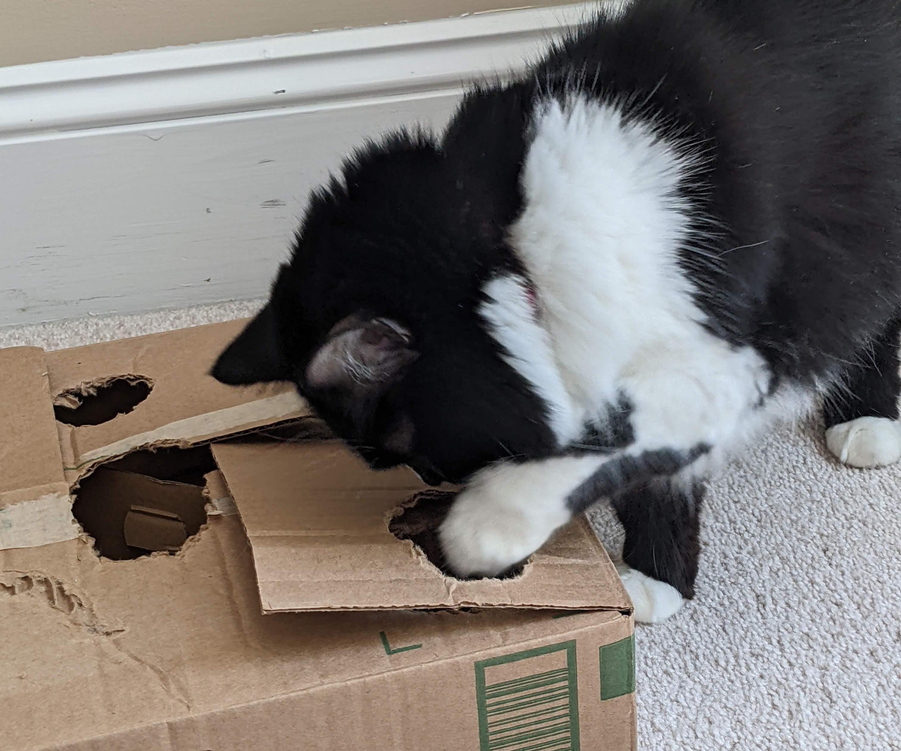 Cat Puzzle Toy - Adjustable Difficulty