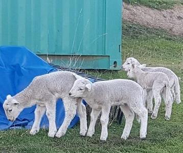 Raising Orphan Lambs