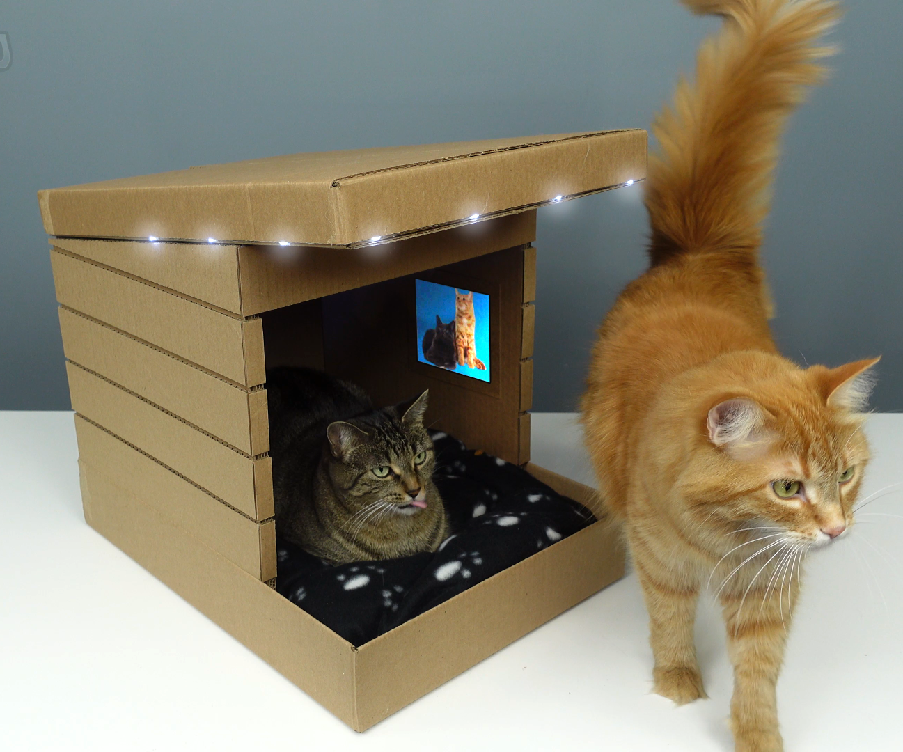 Modern Cardboard Pet House for Cats 🐱