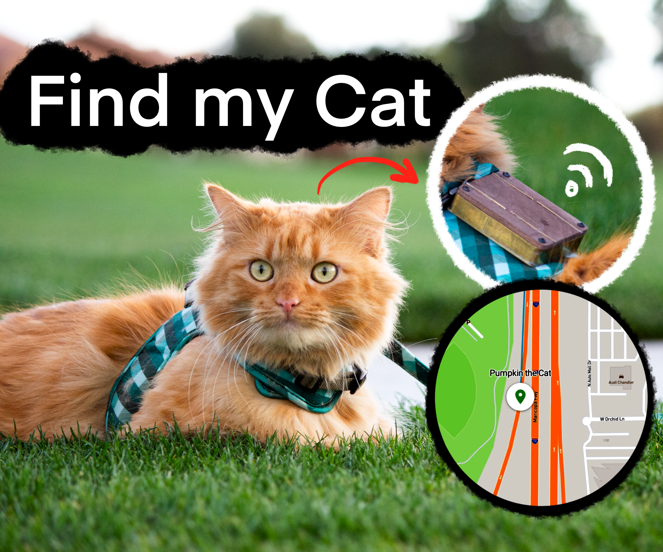 Find My Cat -- the GPS Tracker for Pets