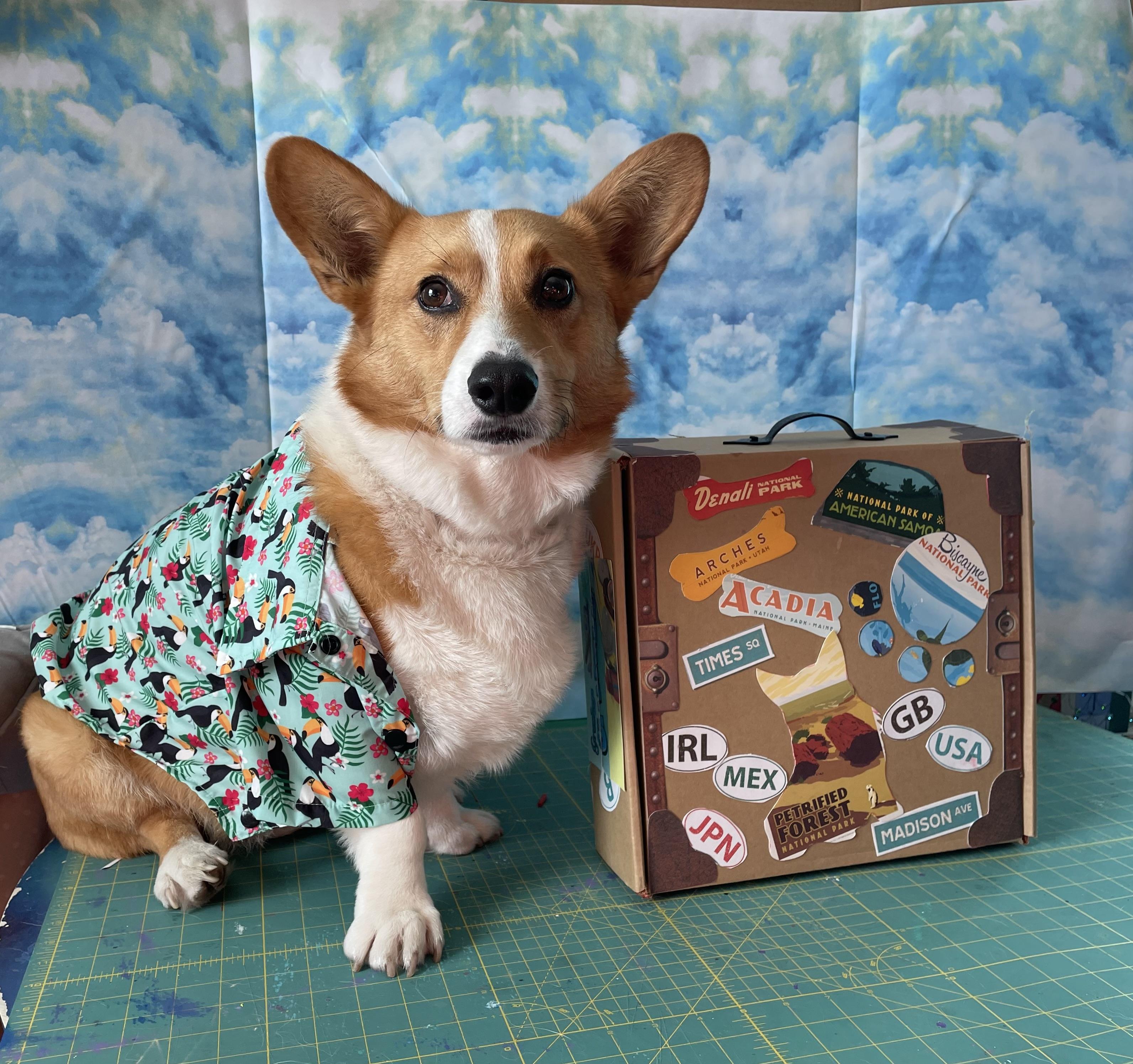 Traveling With Your Pet- Vintage Style Suitcase Filled With DIY Toys for the Hotel