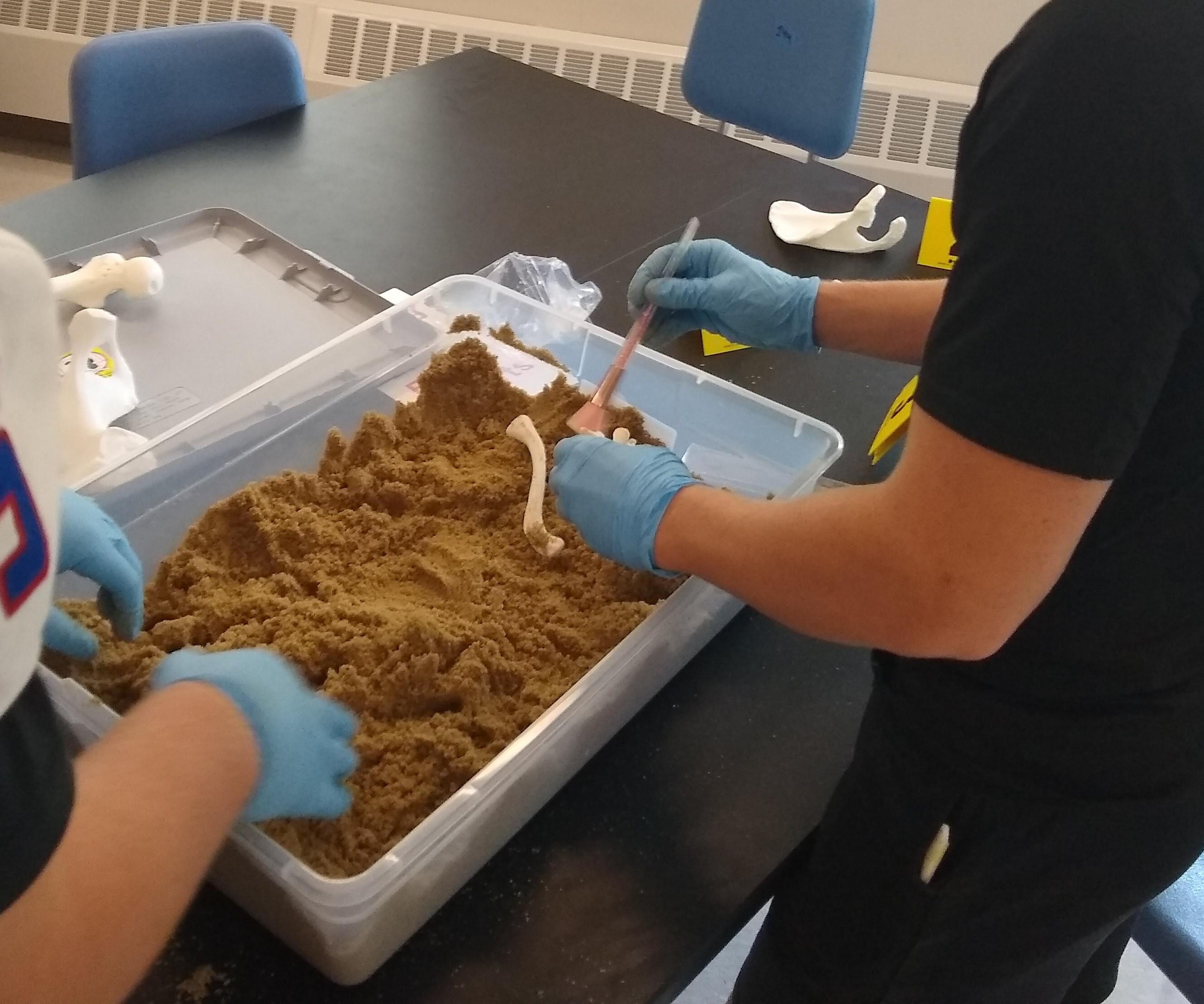 Forensic Anthropology With 3D Printed Bones