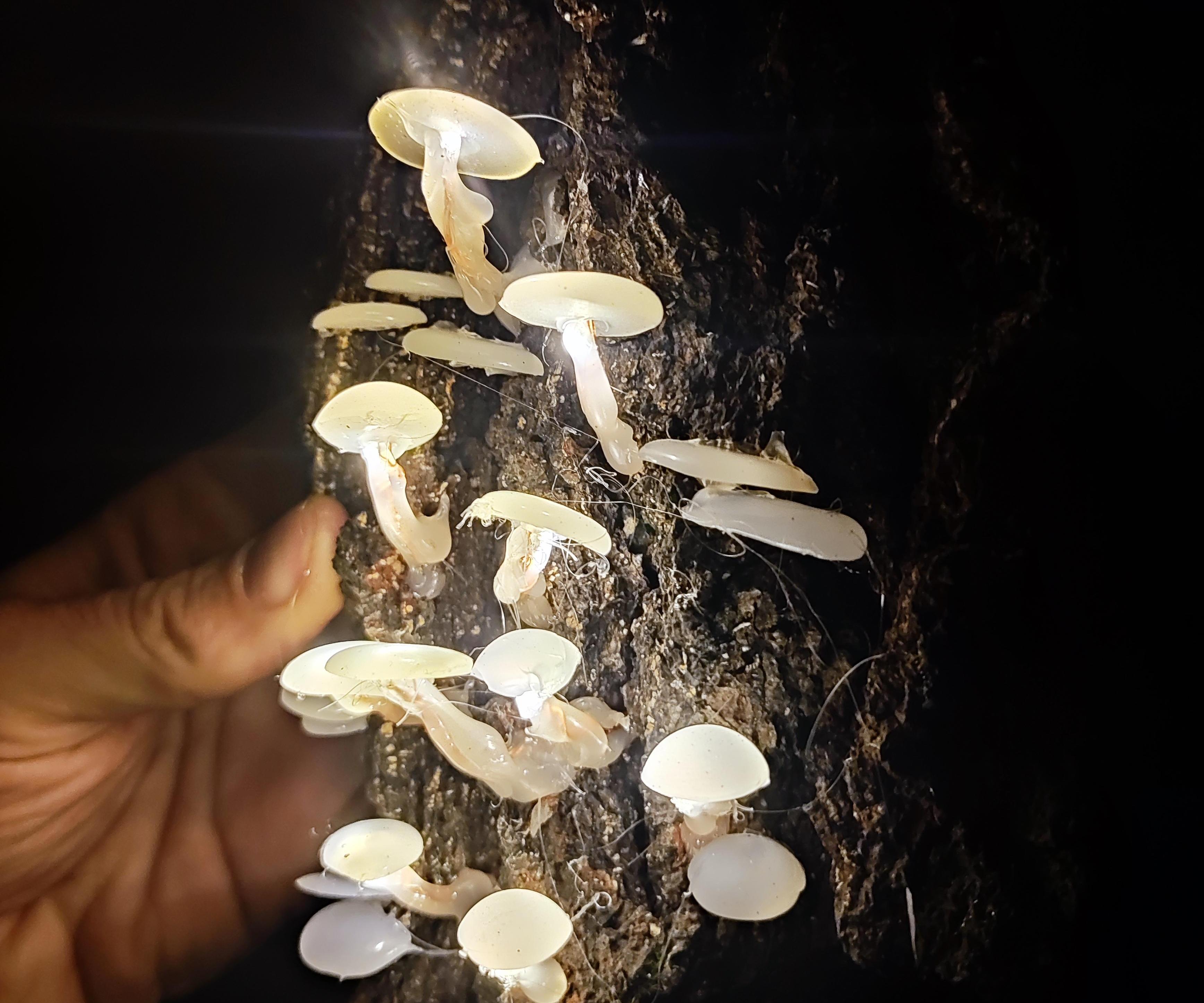Hot Glue Mushroom Lights