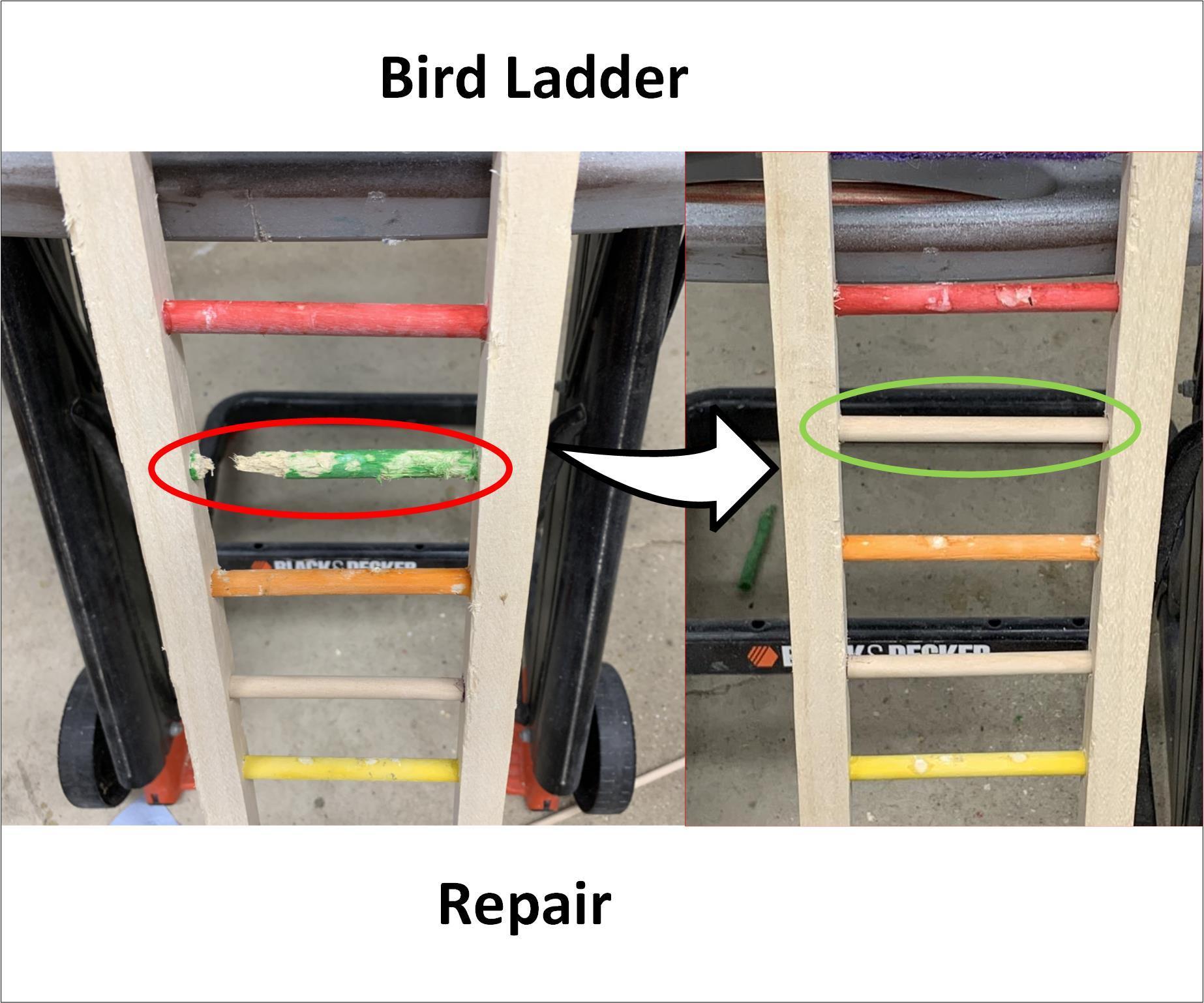 Bird Ladder Repair