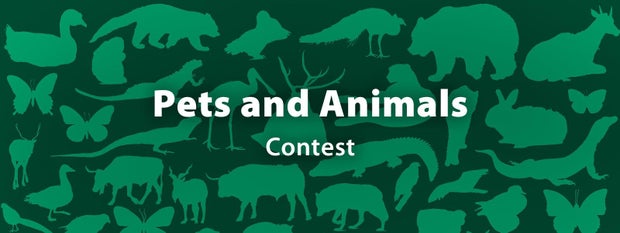 Pets and Animals Contest